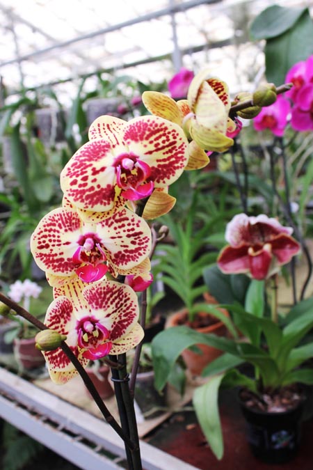 Phalaenopsis hybrid.jpg