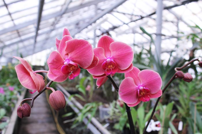 Phalaenopsis hybrid.jpg