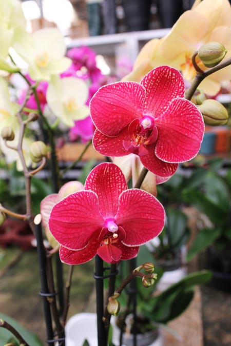 Phalaenopsis hybrid.jpg