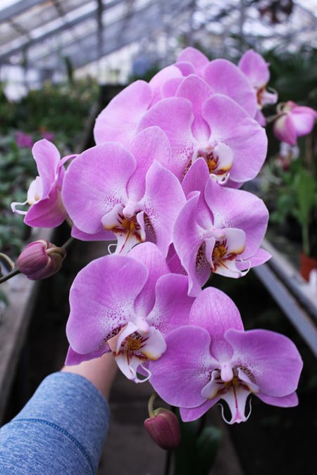 Phalaenopsis hybrid.jpg