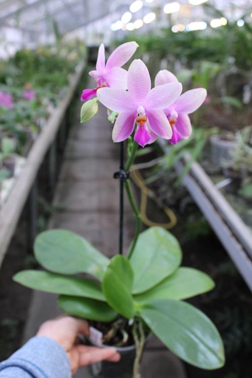 Phalaenopsis Liodoro (Phalaenopsis Deventeriana x Phalaenopsis violacea).jpg