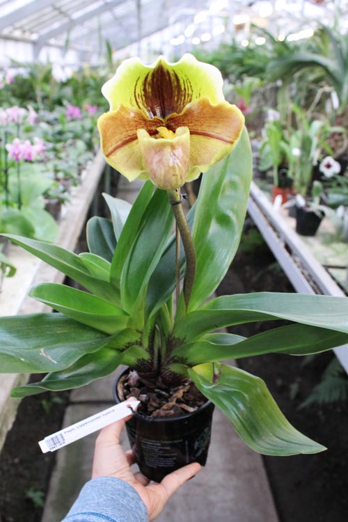 Paphiopedilum Lippewunder hybrid.jpg