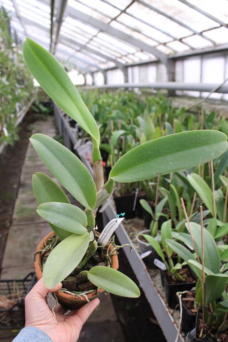 Cattleya trianae tipo 'Giant' x Cattleya trianae (Rolf Altenburg x Vitoria Castro).jpg