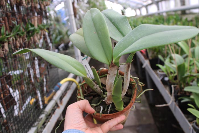 Cattleya labiata tipao 'Rodrigues' x Cattleya labiata tipo 'Cara Grande'.jpg