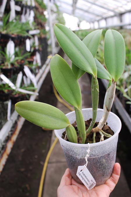 Cattleya lueddemanniana (Morena x OK-2) 'N 1' x lueddemanniana dark lip splash.jpg