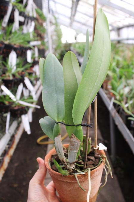 Cattleya labiata rubra 'Schuller' x Cattleya labiata rubra 'Deize'.jpg