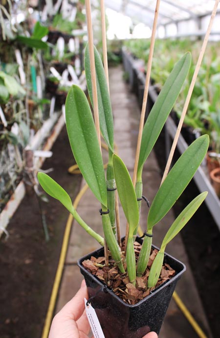 Cattleya lueddemanniana coerulea (Siquesique x Amparo) x Cattleya lueddemanniana tipo escura 'Guacamuco'.jpg