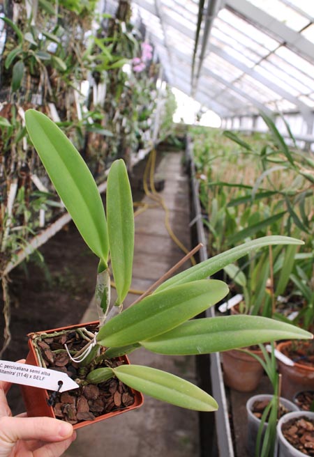 Cattleya percivaliana semi alba 'Altamira' (11-6) x SELF.jpg