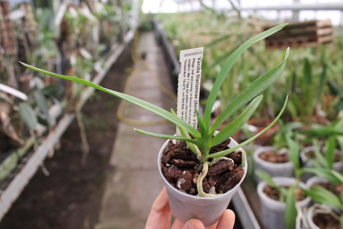 Vanda Marianne (denisoniana x tricolor).jpg
