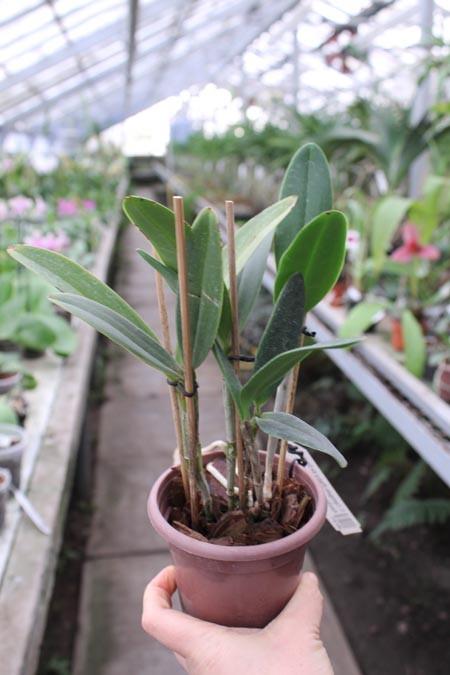 Cattleya Cantagalo (Pedra da Gavea x Kerchoveana).jpg