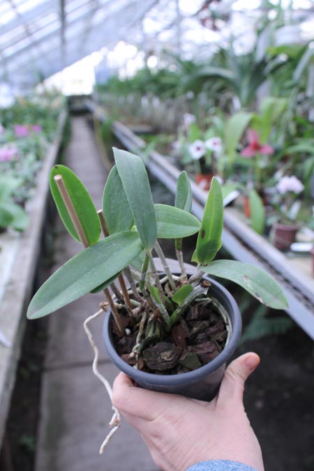 Cattleya Hsinying Cognac 'Thai Spots'.jpg