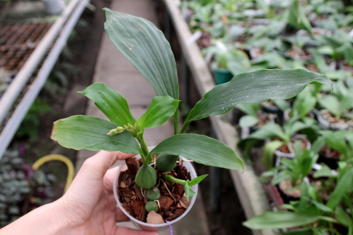 Pholidota chinensis.JPG