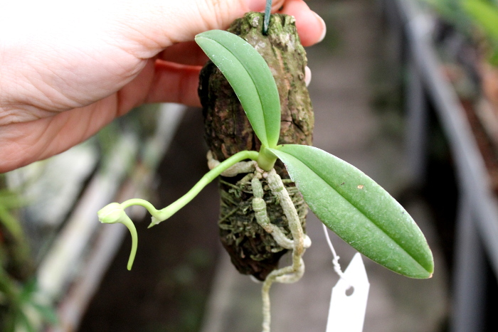 Amesiella philippinensis.JPG