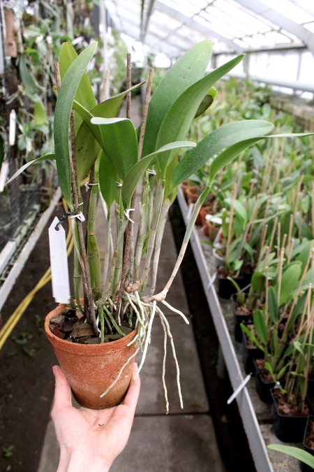 Cattleya Valentine x Cattleya loddigesii coerulea.JPG