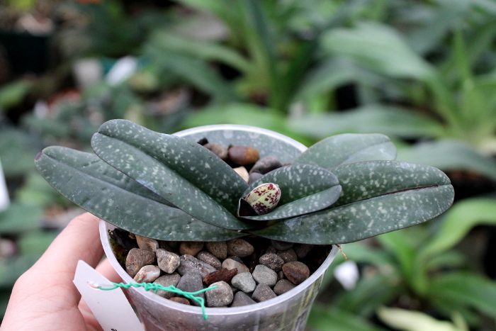 Paphiopedilum godefroyae.JPG