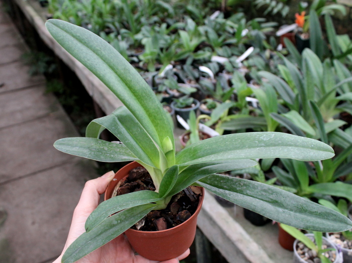 Paphiopedilum Whitemoore 'Norriton'.JPG