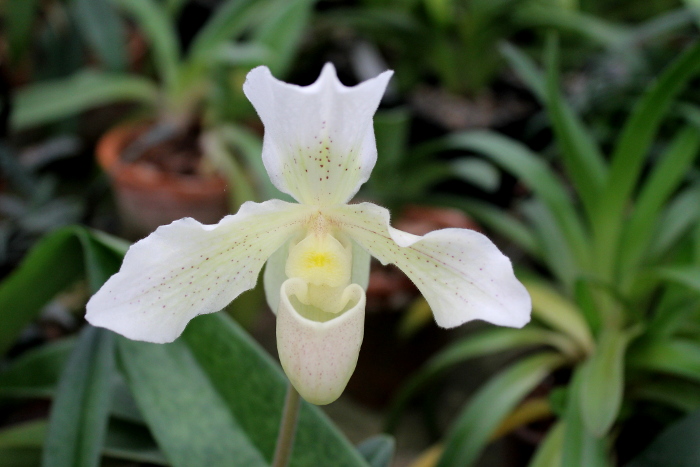 Paphiopedilum Whitemoore 'Norriton'2.JPG
