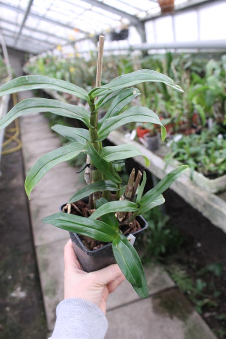 Dendrobium formosum.jpg