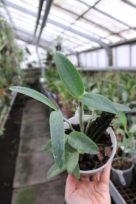 Cattleya intermedia sanguinea 'do Padre Vitus' x Cattleya intermedia flamea 'BF-96'.jpg