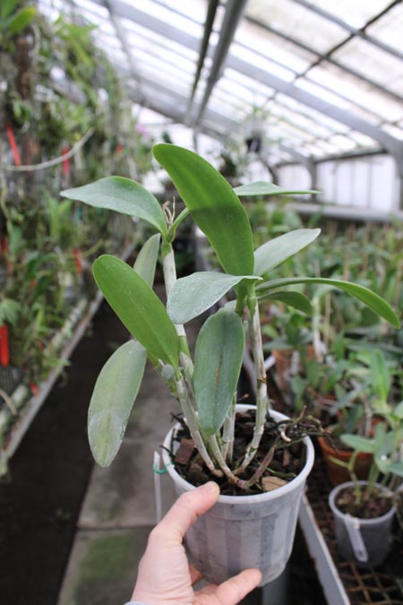 Cattleya granulosa 'Coliseu' x Cattleya granulosa 'Formosa'.jpg