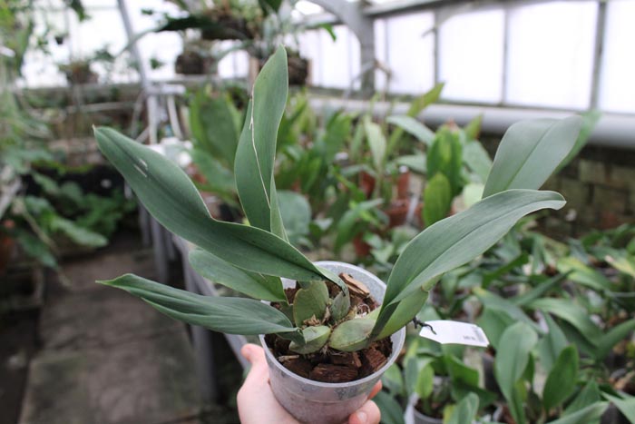 Trichopilia suavis.jpg