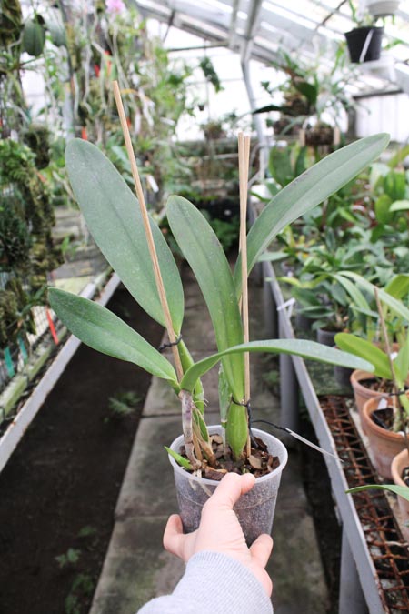 Laeliocattleya C G Roebling 'Blue Indigo' (Cattleya gaskelliana x Laelia purpurata).jpg