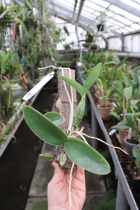 Cattleya nobilior.jpg