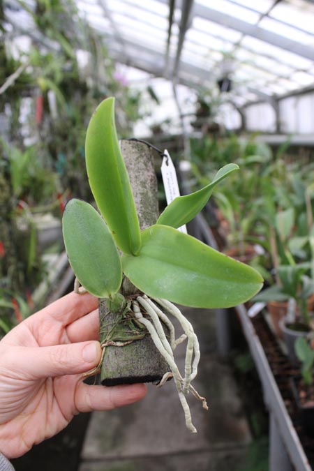 Cattleya walkeriana rubra 'Mineirinha' x Cattleya walkeriana caerulea 'Sta Luzia'.jpg