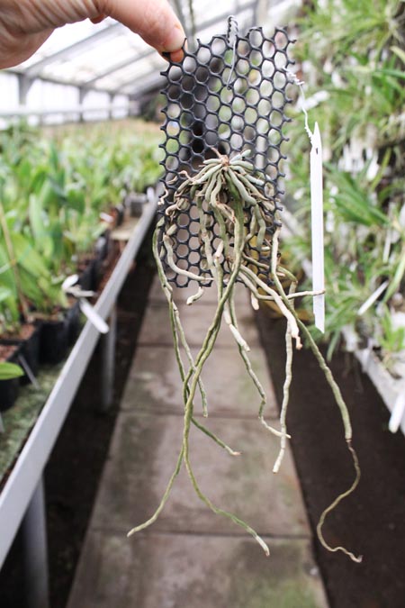 Chiloschista usnoides.jpg