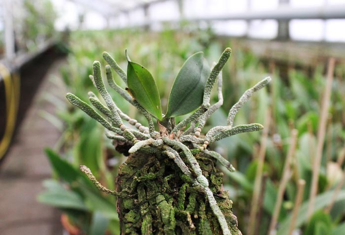 Phalaenopsis wilsonii.jpg