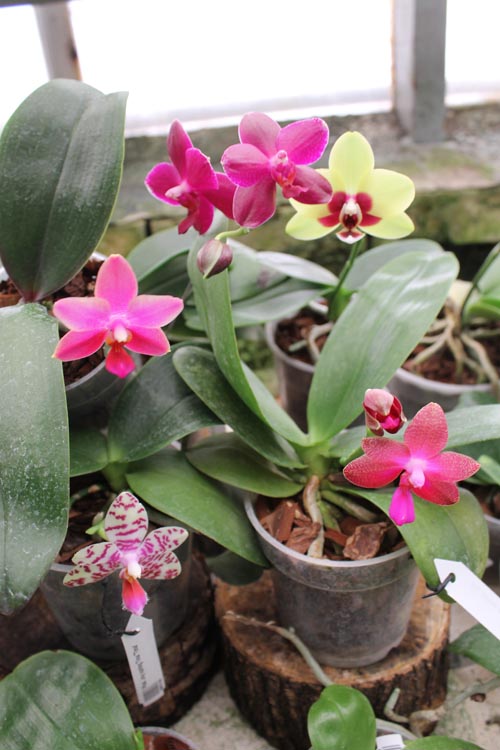 Orchids ua.jpg