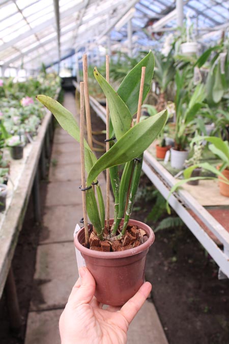 Brassavola luteola x Sophrocattleya Beaufort.jpg