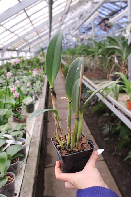 Brassocattleya Cordelia 'Cordelita' (Cattleya intermedia x Brassavola digbyana 'Mr Pig').jpg