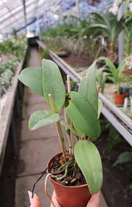 Cattleya amethystoglossa dark spots x sib.jpg