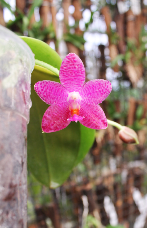 Phalaenopsis gigantea x violacea blue.jpg