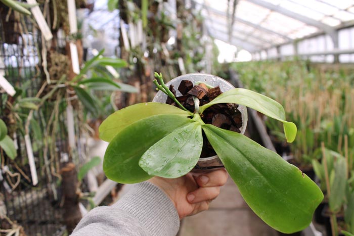 Phalaenopsis tetraspis var circle 'T-2'.jpg