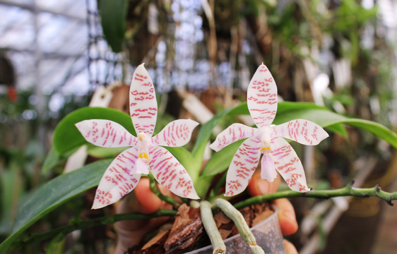 Phalaenopsis hieroglyphica.jpg