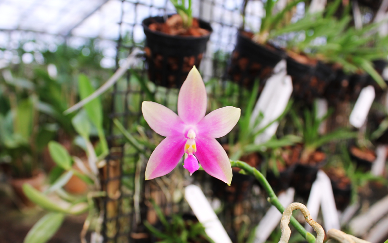 Phalaenopsis Jennifer Palermo (C1 type) x Phalaenopsis LD's Bear Queen.jpg