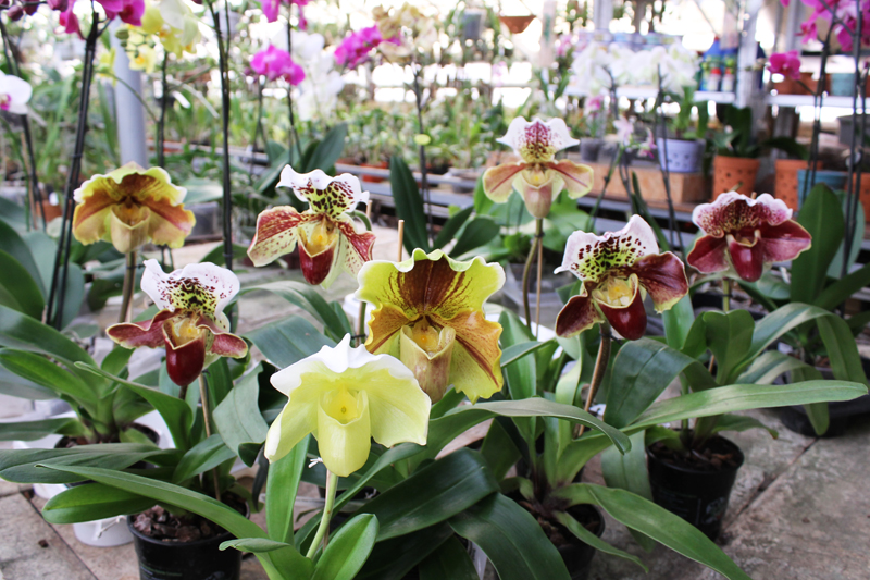 Paphiopedilum.jpg