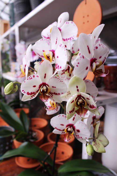 Phalaenopsis hybrid.jpg