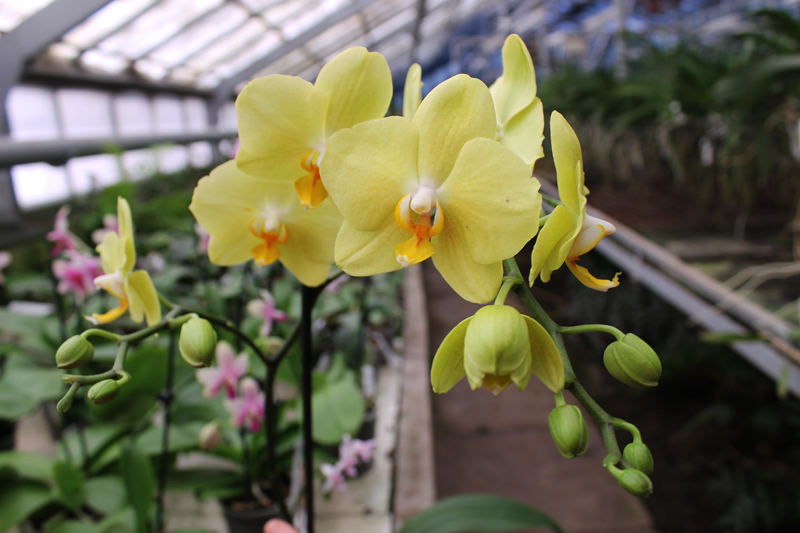 Phalaenopsis hybrid.jpg
