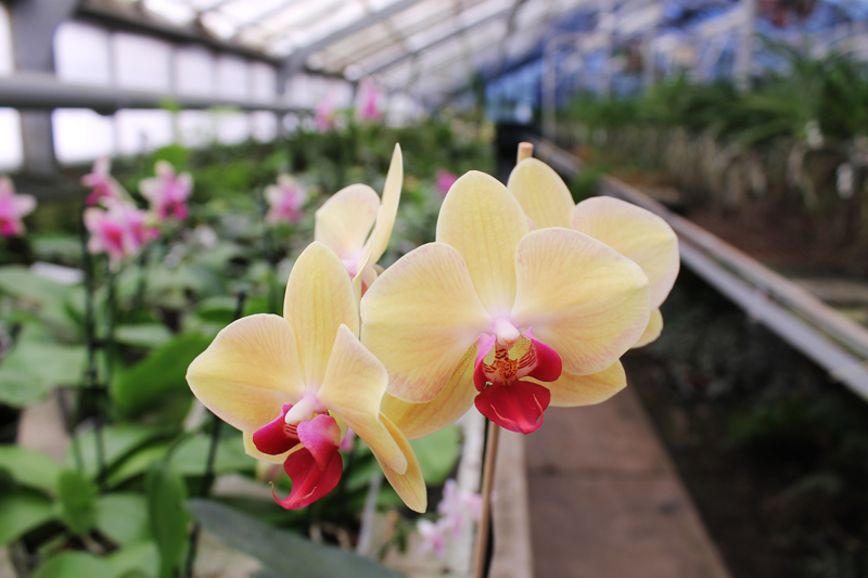 Phalaenopsis hybrid.jpg