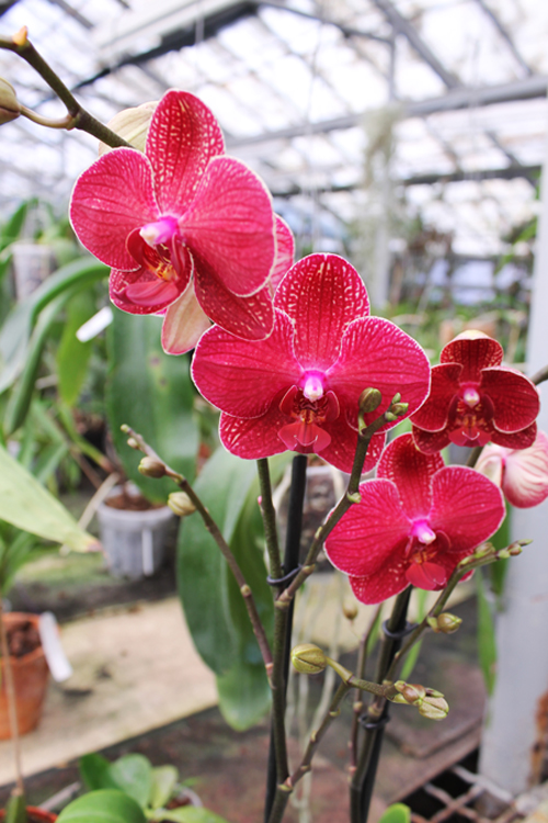 Phalaenopsis hybrid.jpg
