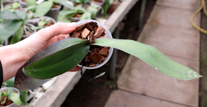 Phalaenopsis stuartiana.JPG