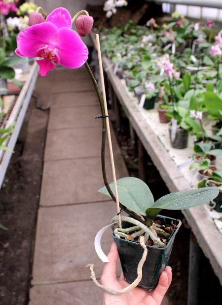 Phalaenopsis Red Lightning.JPG