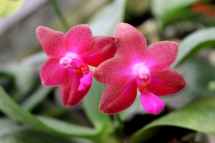 Phalaenopsis Fusheng's World 'FS'.JPG