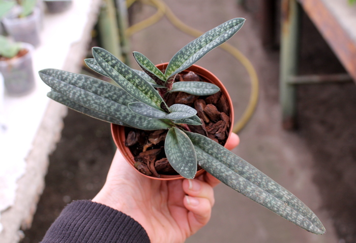 Paphiopedilum micranthum.JPG