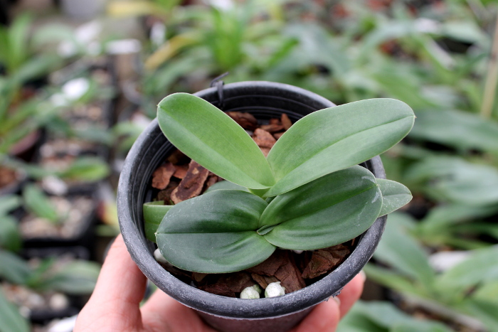 Paphiopedilum fairrieanum.JPG
