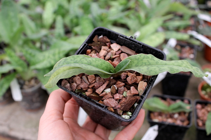 Paphiopedilum Memoria Larry Heuer (malipoense x emersonii).JPG