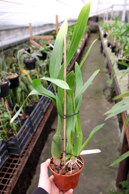 Miltassia Estrelita 'Sweet Senorita'2.JPG